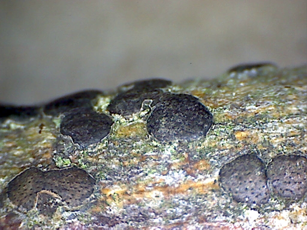 Isola di .... Mini-Quiz